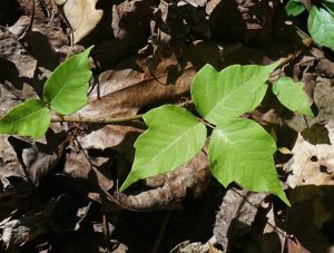 Summer Woes - Poison Ivy: Family Healthcare of Fairfax