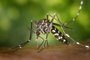 Summer Woes - Mosquito: Family Healthcare of Fairfax